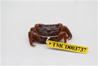 藏品(雙齒近相手蟹)的圖片